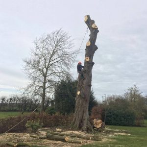 AER Services Tree Surgery
